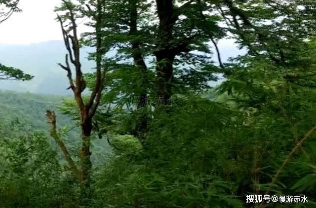 救援怒吼的狮子